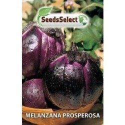 berenjena prosperosa