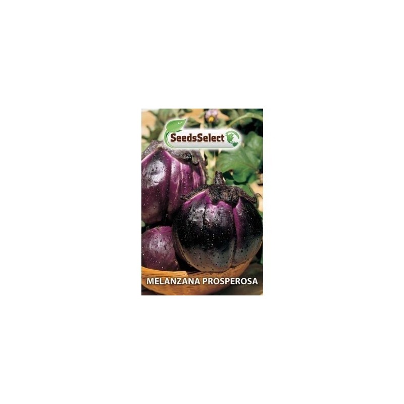 berenjena prosperosa