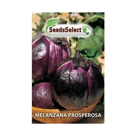 berenjena prosperosa