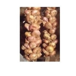 cebolla de cornet - semillas ecolÃ³gicas