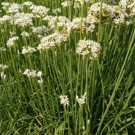 Cebollino chino, ajo cebollino (Allium tuberosum) - semillas no tratadas
