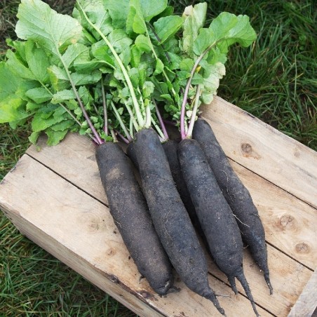 rÃ¡bano largo negro DHorloge (no tratadas)