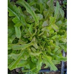 lechuga lengua de buey - semillas ecologicas