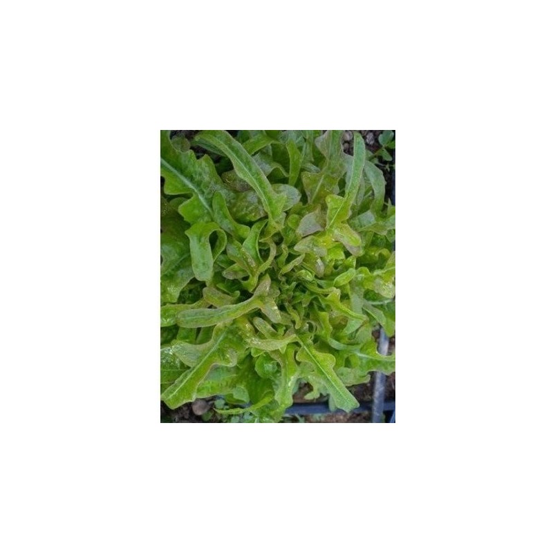 lechuga lengua de buey - semillas ecologicas