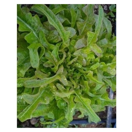 lechuga lengua de buey - semillas ecologicas