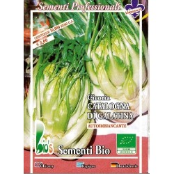 achicoria catalogna puntarelle di galatina semillas ecolÃ³gicas
