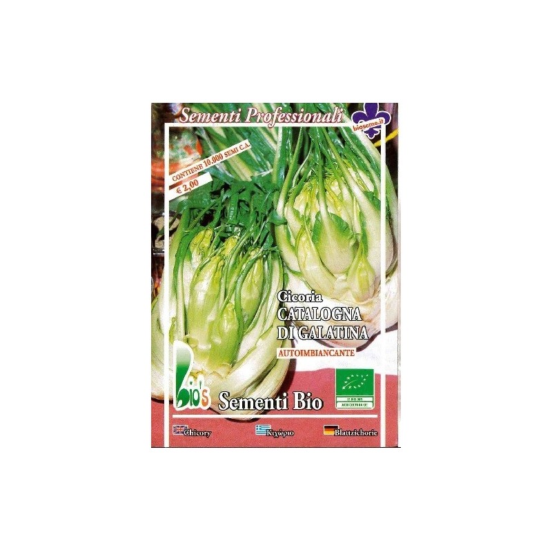achicoria catalogna puntarelle di galatina semillas ecolÃ³gicas