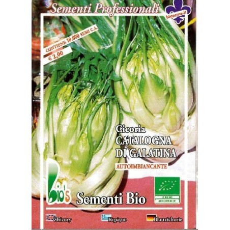 achicoria catalogna puntarelle di galatina semillas ecolÃ³gicas