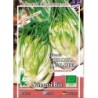 achicoria catalogna puntarelle di galatina semillas ecolÃ³gicas