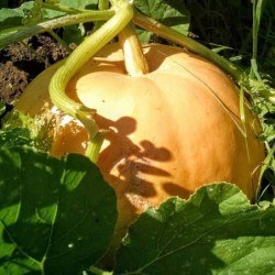 Calabaza Gele Centenaar (Semillas no tratadas)