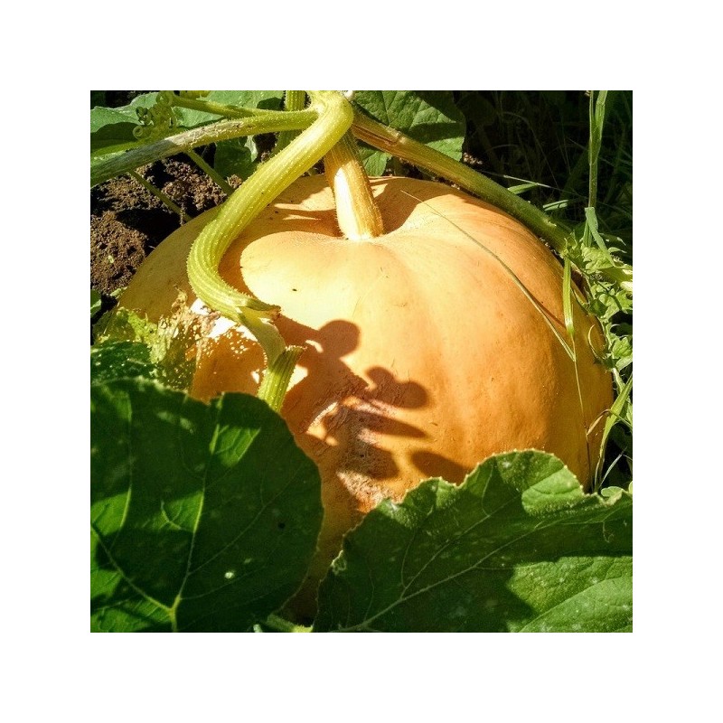 Calabaza Gele Centenaar (Semillas no tratadas)