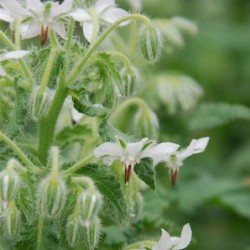 borraja blanca  (Borago officinalis Â´AlbaÂ´) semillasno tratadas