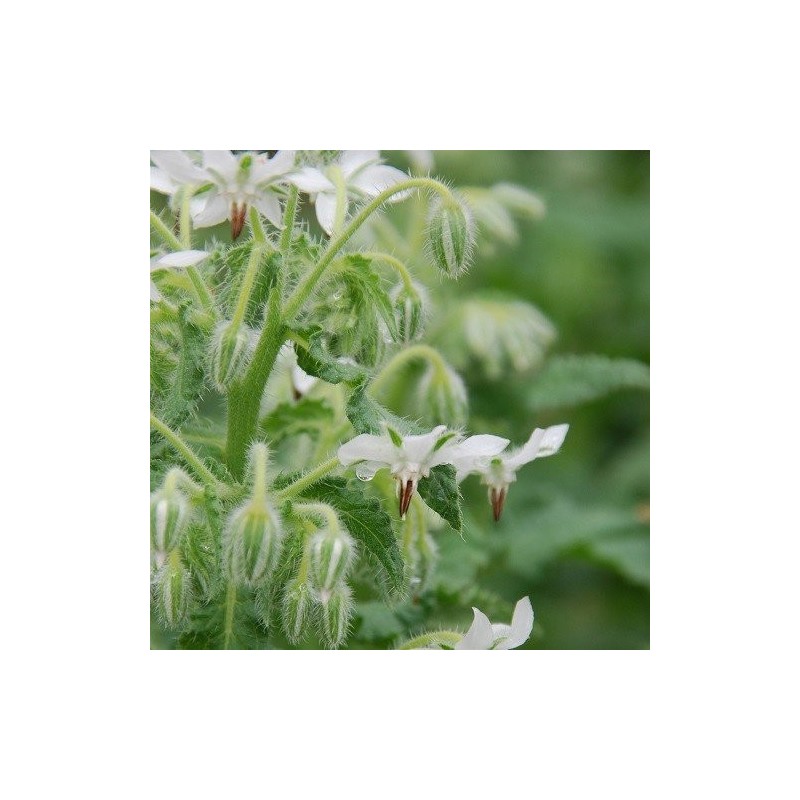 borraja blanca  (Borago officinalis Â´AlbaÂ´) semillasno tratadas