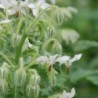 borraja blanca  (Borago officinalis Â´AlbaÂ´) semillasno tratadas
