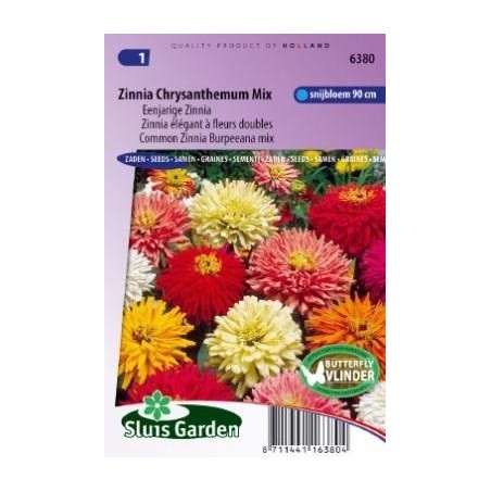 zinnia flor de crisantemo (Zinnia elegans)