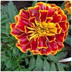 Tagetes Spanish Brocade - semillas no tratadas