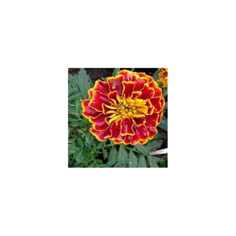 Tagetes Spanish Brocade - semillas no tratadas