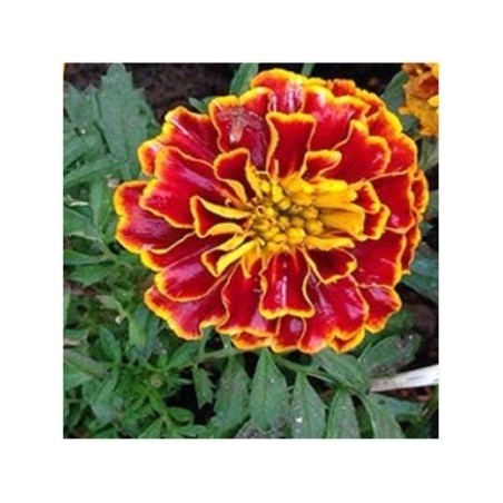 Tagetes Spanish Brocade - semillas no tratadas