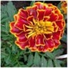 Tagetes Spanish Brocade - semillas no tratadas