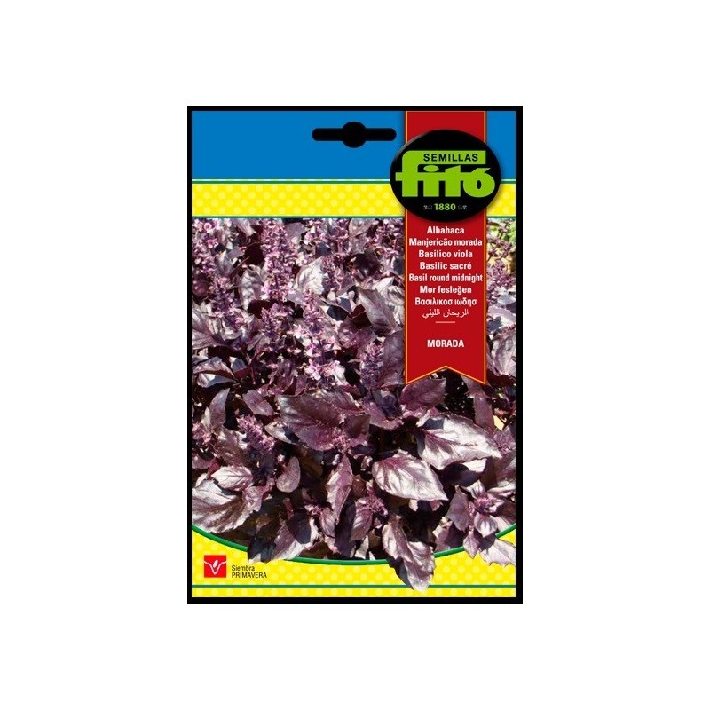 albahaca morada Round midnight