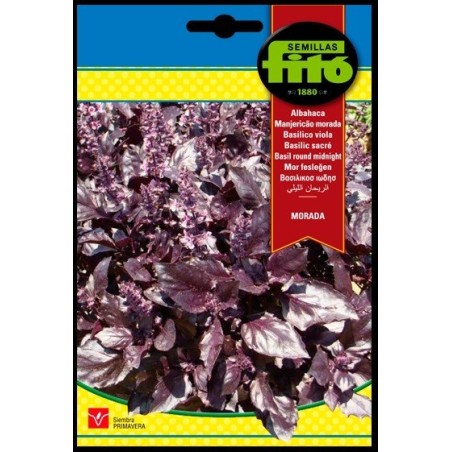 albahaca morada Round midnight