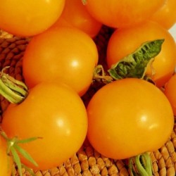 Tomate Golden Sunrise - jaune flammee - no tratadas