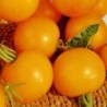 Tomate Golden Sunrise - jaune flammee - no tratadas
