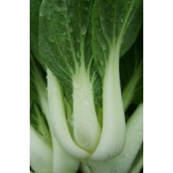 pak choi glacier F1 (semillas sin tratamiento)
