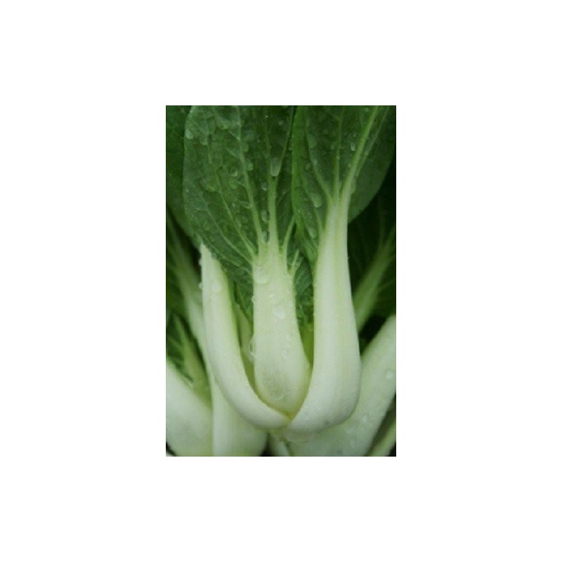 pak choi glacier F1 (semillas sin tratamiento)