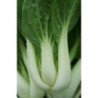 pak choi glacier F1 (semillas sin tratamiento)