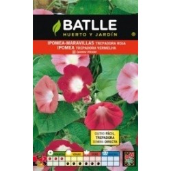 ipomea maravillas roja