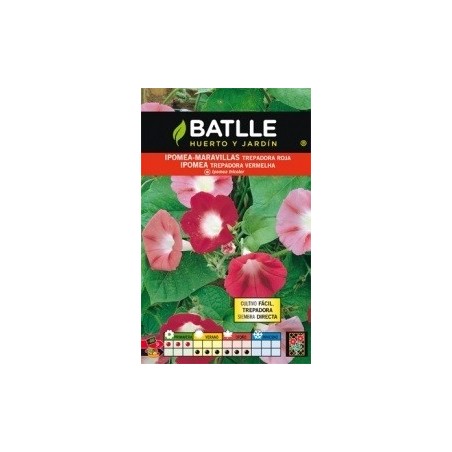 ipomea maravillas roja