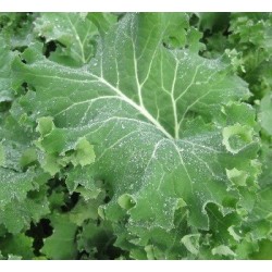semillas de Kale Siberian