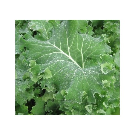 semillas de Kale Siberian