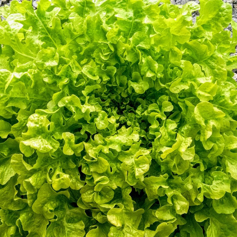 Lechuga Green Salad Bowl (Semillas Ecologicas)