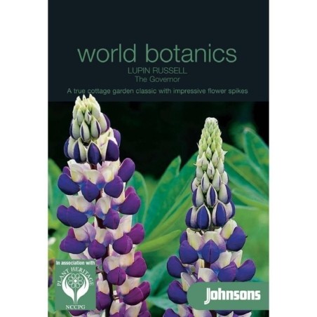 lupino (Lupinus polyphyllus) The Governor