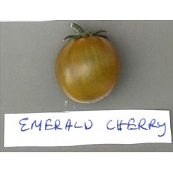 tomate emerald cherry (semillas ecolÃ³gicas)