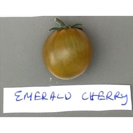 tomate emerald cherry (semillas ecolÃ³gicas)