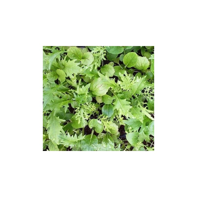 Mezcla oriental picante - semillas no tratadas