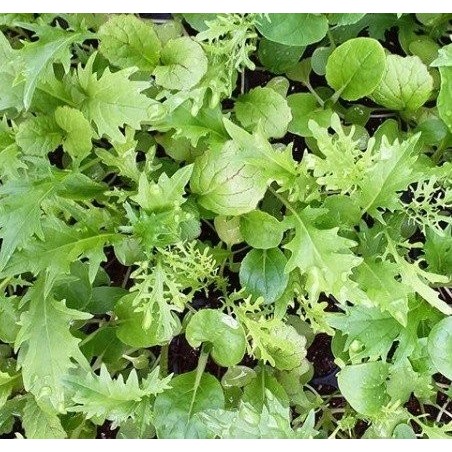 Mezcla oriental picante - semillas no tratadas