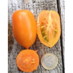 tomate amish gold- semillas ecolÃ³gicas