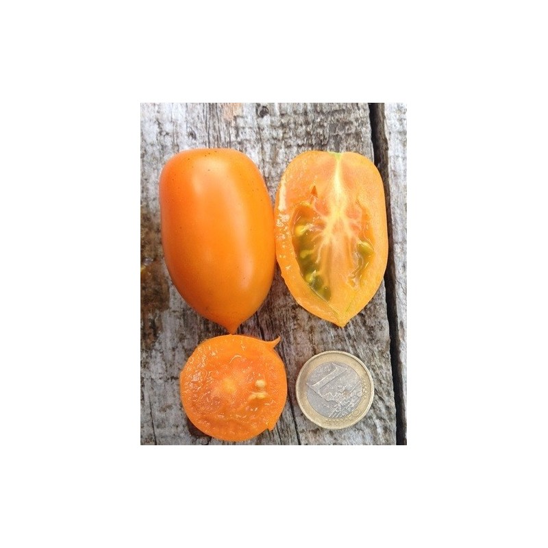 tomate amish gold- semillas ecolÃ³gicas