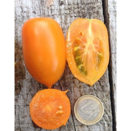 tomate amish gold- semillas ecolÃ³gicas