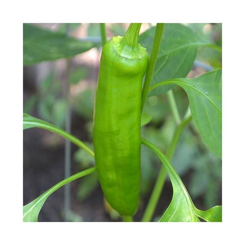 Pimiento Anaheim - semillas no tratadas