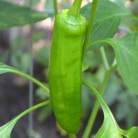 Pimiento Anaheim - semillas no tratadas