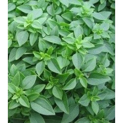Albahaca de hoja fina (semillas ecolÃ³gicas)
