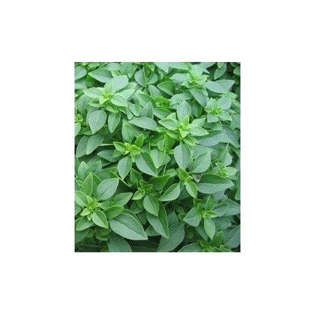 Albahaca de hoja fina (semillas ecolÃ³gicas)