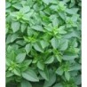 Albahaca de hoja fina (semillas ecolÃ³gicas)