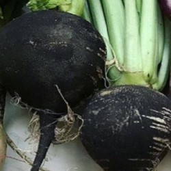 rÃ¡bano negro redondo de Viena - semillas no tratadas