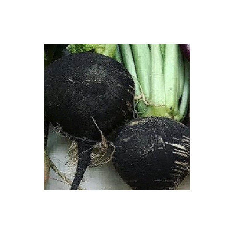 rÃ¡bano negro redondo de Viena - semillas no tratadas